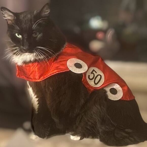 Halloween Pet Costume Fast & Curious - Picture 1 of 6